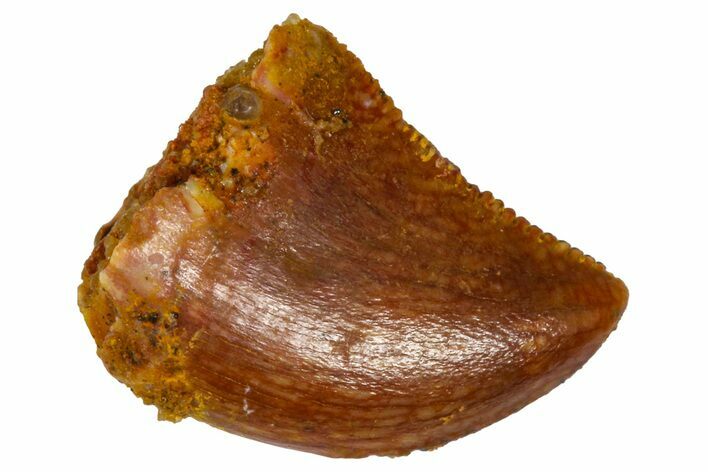Serrated, Baby Carcharodontosaurus Tooth - Morocco #361022